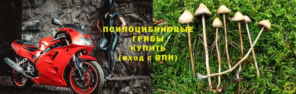 СК Зерноград